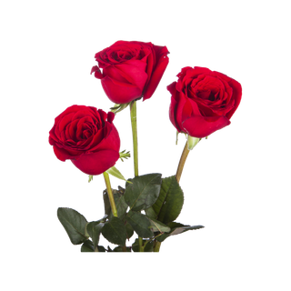 鲜花玫瑰免扣素材