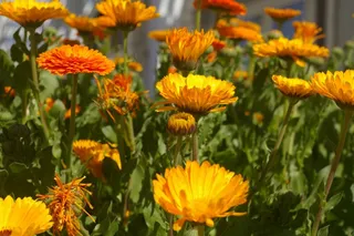 橙色百日菊花朵图片