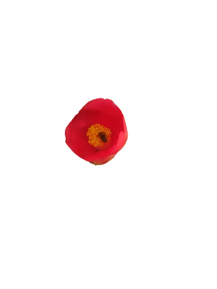 山茶花“免抠”