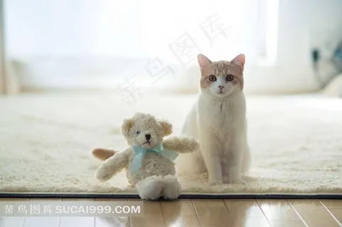 跟布娃娃放一起的猫咪 跟布娃娃放一起的猫咪