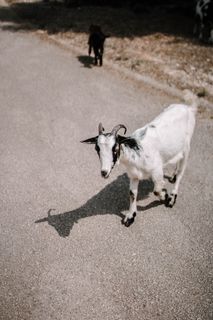 家养白色羊图片