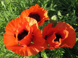 红色罂粟花朵图片