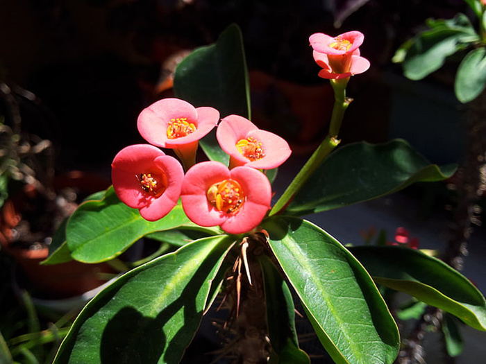 花朵 花束 植物 素材 (121)