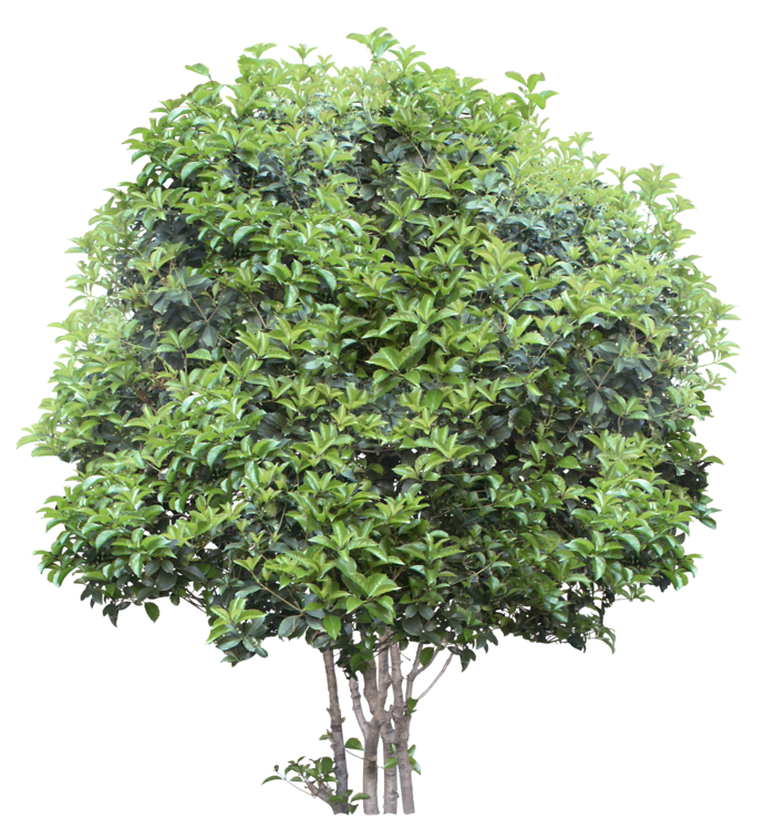 高清树木素材 免抠PSD植物素材 美术绘画园林贴图 树草灌木花草