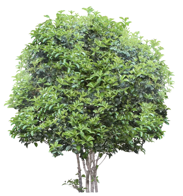 高清树木素材 免抠PSD植物素材 美术绘画园林贴图 树草灌木花草