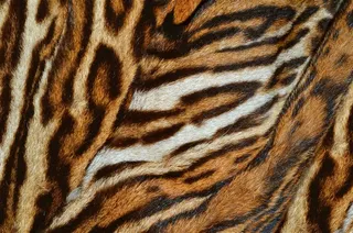 老虎毛笔纹理背景精美素材图片