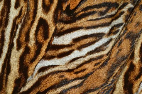 老虎毛笔纹理背景精美素材图片 老虎毛笔纹理背景精美素材图片