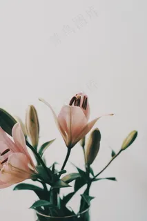 唯美百合花图片欣赏