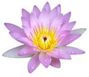 莲花 PNG免抠