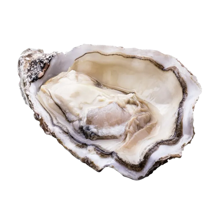 螺贝类带壳类(61)海鲜超市商品红酒白底图免抠实物摄影png格式图片透明底