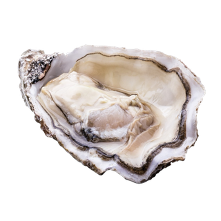 螺贝类带壳类(61)海鲜超市商品红酒白底图免抠实物摄影png格式图片透明底