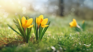 阳光沐浴下的草坪里的小黄花摄影图