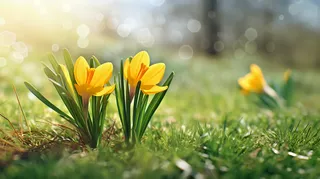 阳光沐浴下的草坪里的小黄花摄影图