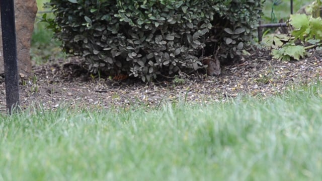 火鼠, 鼠, 动物, 啮齿动物, 小的, 棕色的, 喂养