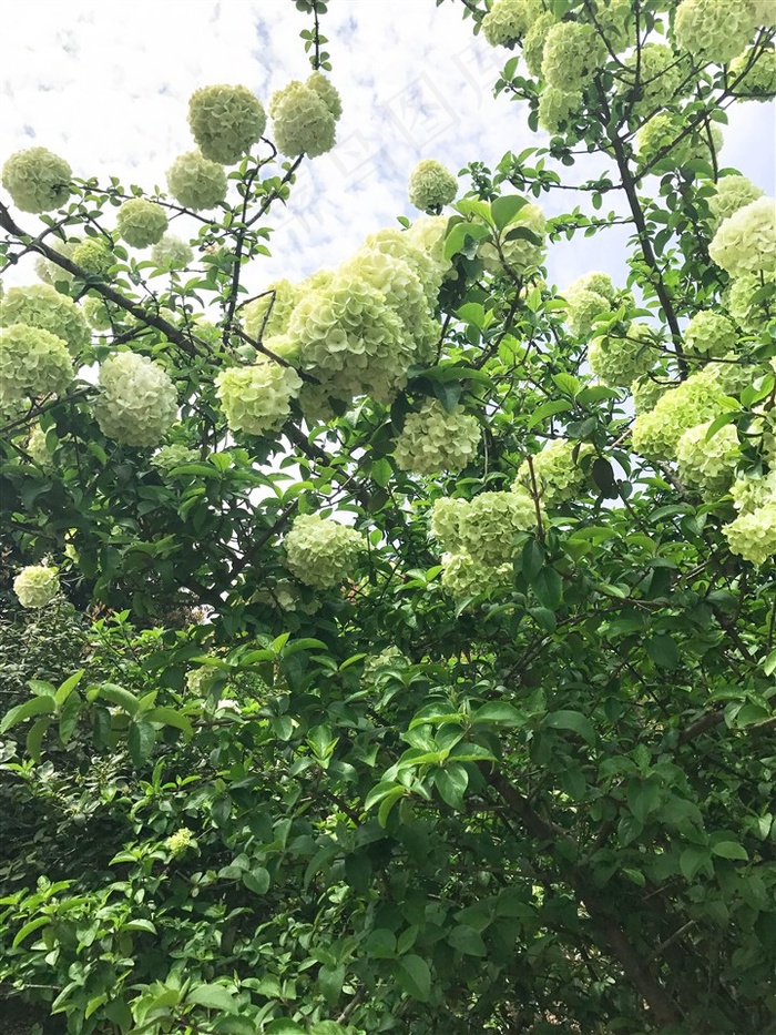 绣球花树图片