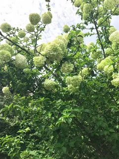 绣球花树图片 绣球花树图片