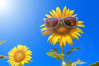 另类向日葵图片