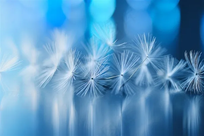 漂亮的蒲公英鲜花图片
