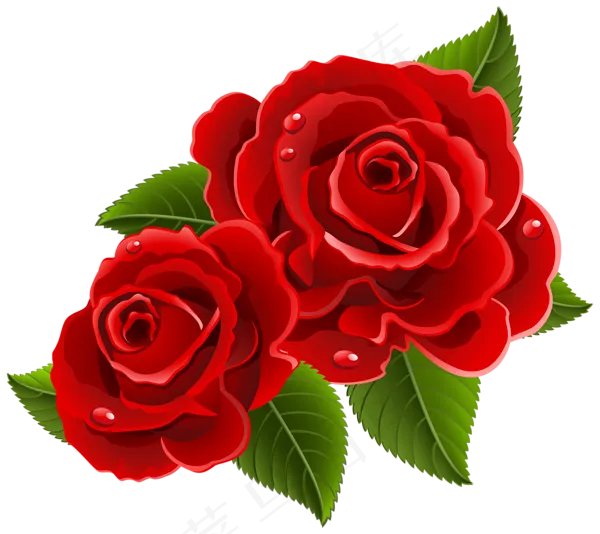 玫瑰 红色 红玫瑰 玫瑰花 花朵 鲜花特写 免抠 花束