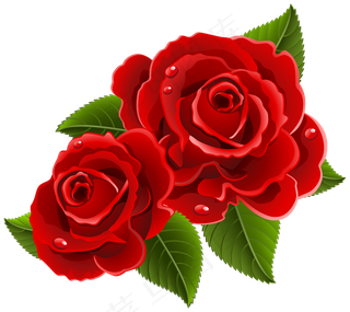 玫瑰 红色 红玫瑰 玫瑰花 花朵 鲜花特写 免抠 花束