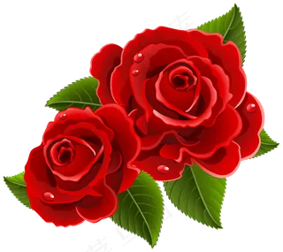 玫瑰 红色 红玫瑰 玫瑰花 花朵 鲜花特写 免抠 花束