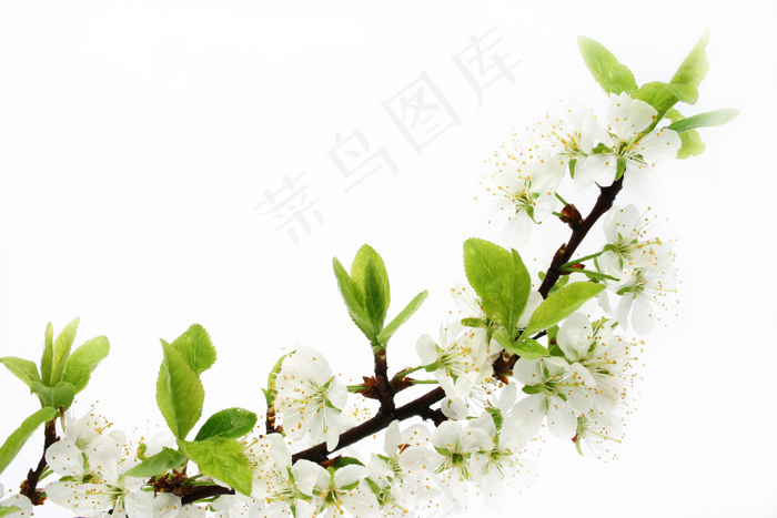 高清桃花素材图片下载