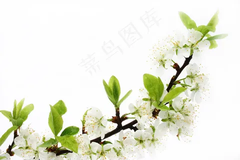 高清桃花素材图片下载