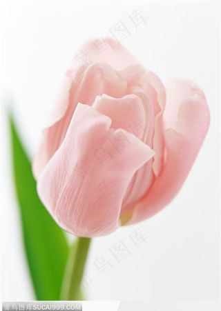 粉色的郁金香图片