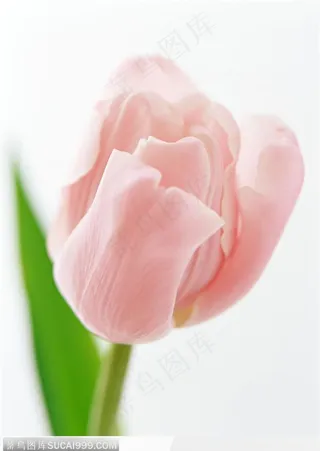 粉色的郁金香图片