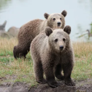 熊动物棕熊动物园野生动物狗熊