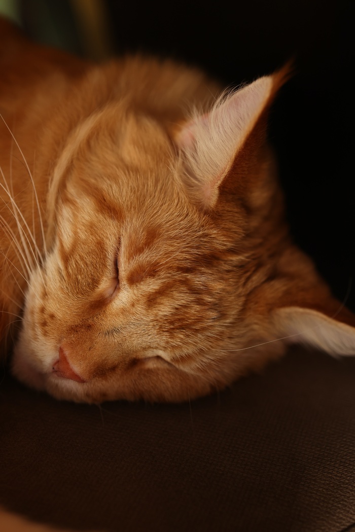 可爱猫咪猫猫摄影素材