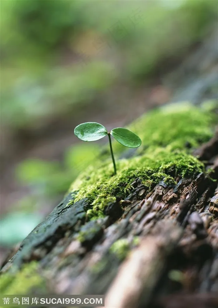 树木树叶-枯树上长出来的嫩芽