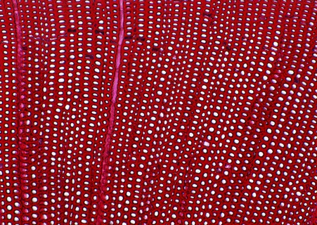 细胞图片 细胞图片