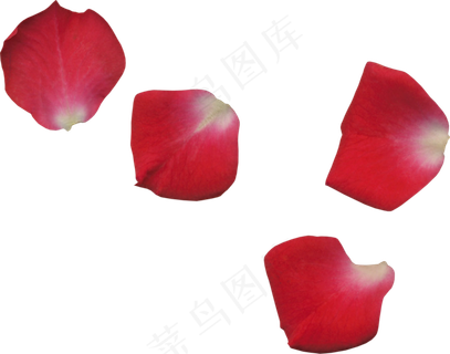 花瓣花朵免扣图片  