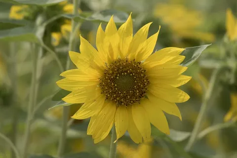 黄色向日葵鲜花图片 黄色向日葵鲜花图片
