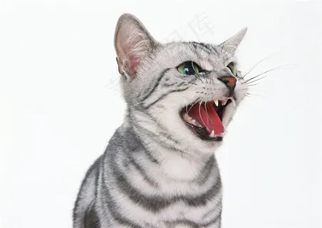 张开嘴巴喵喵叫的猫咪图片-003