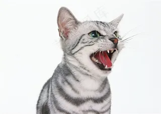 张开嘴巴喵喵叫的猫咪图片-003