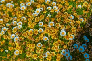 白色纯洁雏菊摄影素材