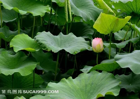 荷叶间的粉嫩荷花花苞