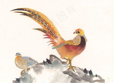 国画富贵鸟中国画jpg素材