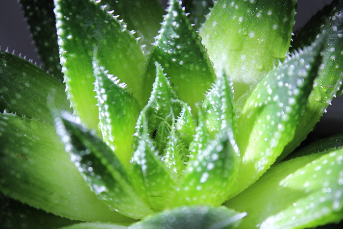 珍珠芦荟图片