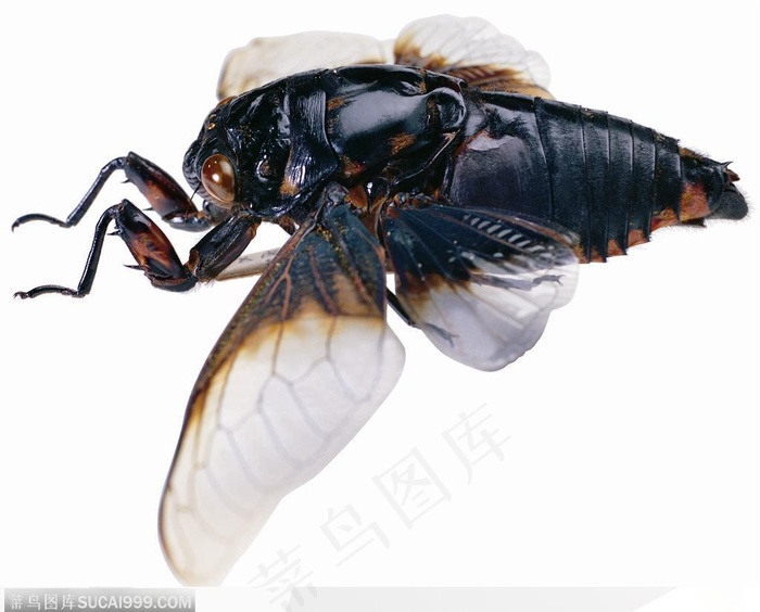 昆虫世界-展翅的甲虫