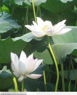 2朵白荷花