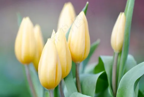 含苞待放郁金香花图片 含苞待放郁金香花图片