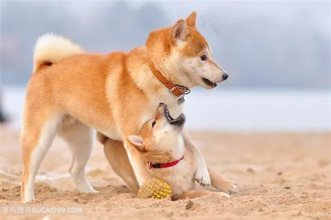 可爱的大黄狗图片 可爱的大黄狗图片