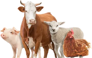 奶牛羊羔养殖业素材现代农业