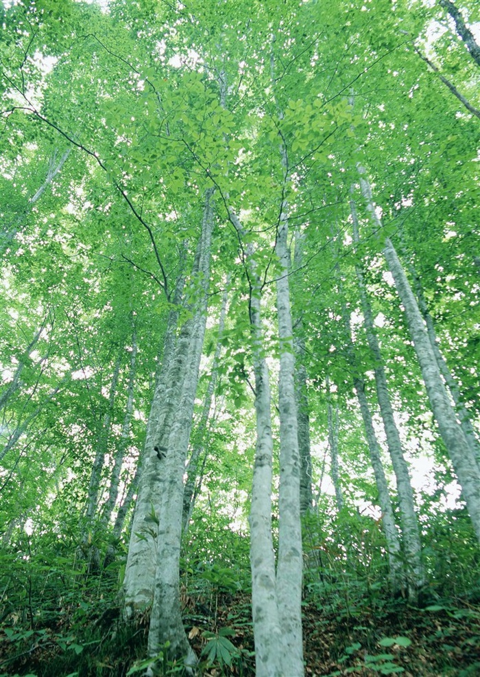 森林的树缝穿过的光美丽风景素材