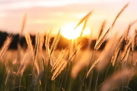 秋天田野里的狗尾巴草在落日的余晖中格外的好看摄影图