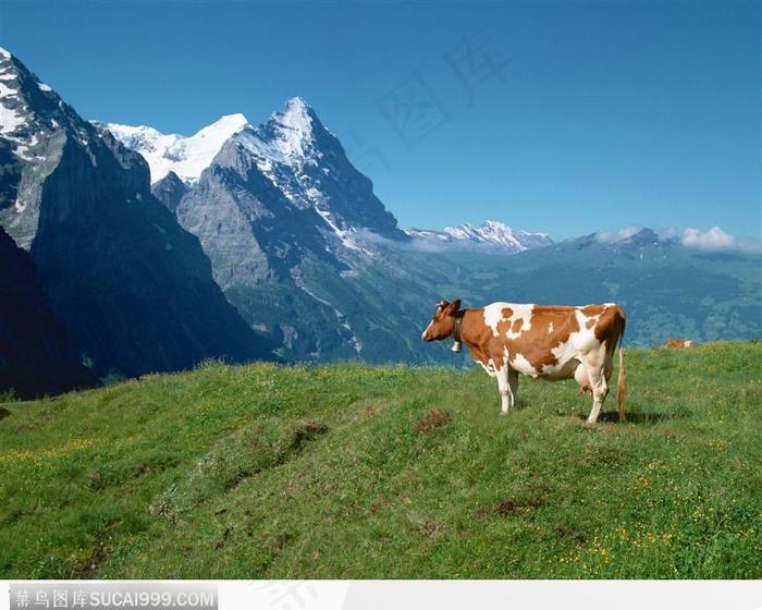 山上的奶牛
