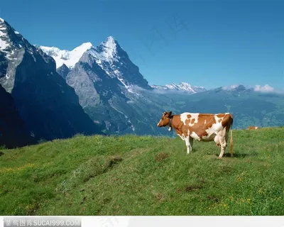山上的奶牛